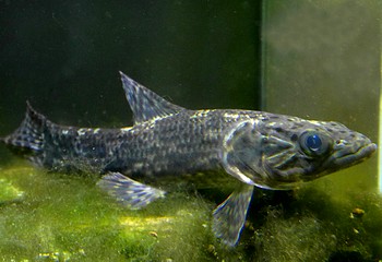 Hoplias aimara