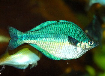Melanotaenia lacustris, Aquamarin-Regenbogenfisch