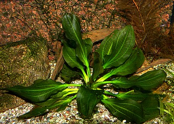 Echinodorus portoalegrensis, Derbe Schwertpflanze