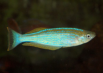 Lamprichthys tanganicanus,  Tanganjika-Leuchtaugenfisch