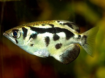 Toxotes blythii, Leopard-Schtzenfisch