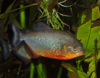 Pygocentrus natteri, Roter Piranha