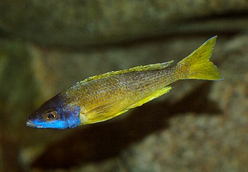 Cyprichromis leptosoma, Krpflingsbuntbarsch
