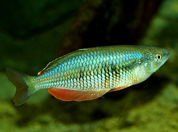 Melanotaenia irianjaya, Irian Jaya-Regenbogenfisch