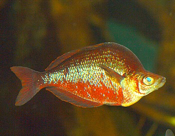 Glossolepis incisus, Lachsroter Regenbogenfisch