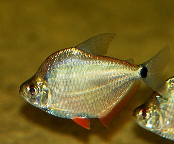 Tetragonopterus argenteus