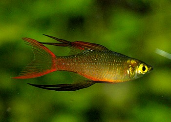 Iriatherina werneri, Filigran-Regenbogenfisch