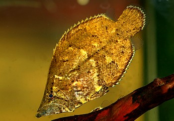 Monocirrhus polyacanthus, Blattfisch