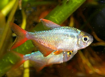 Salmler