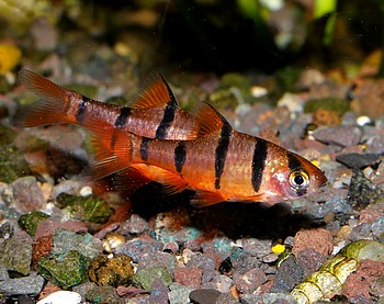 Karpfenfische