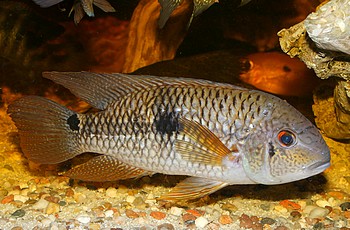 Cichliden
