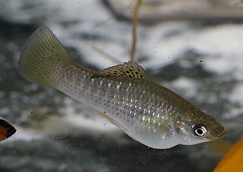 Poecilia sphenops Poecilia sphenops
