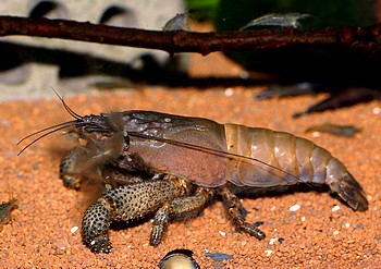 Atya gabonensis