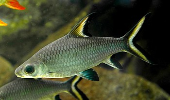 Balantiocheilus melanopterus Haibarbe Balantiocheilus melanopterus Haibarbe