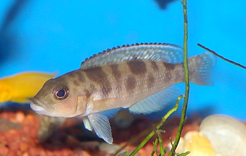Neolamprologus hecqui