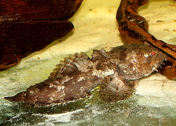 Allenbatrachus grunniens Froschfisch