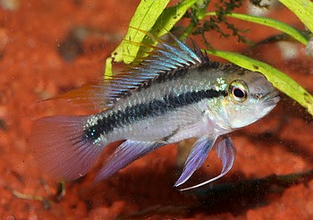 Apistogramma trifasciata Dreistreifen-Zwergbuntbarsch 