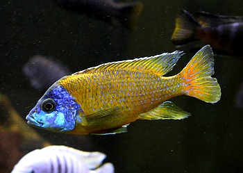 Aulonocara baenschi 