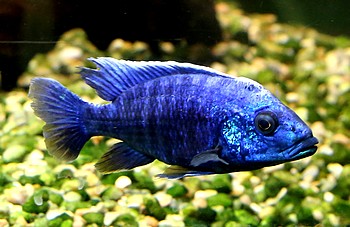 Aulonocara nyassae 