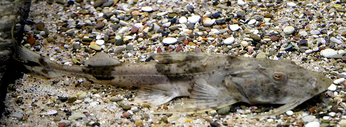 Bagarius bagarius Bagarius bagarius