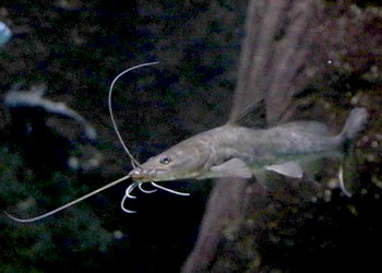Bagrus meridionalis Bagrus meridionalis