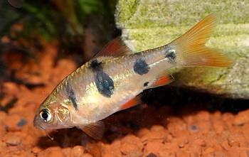 Barbodes dunckeri 