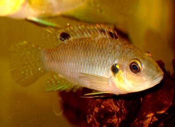 Benitochromis nigrodorsalis -Moliwe- Schwarzflossen-Prachtbarsch