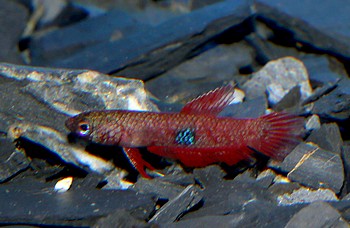 Betta brownorum 