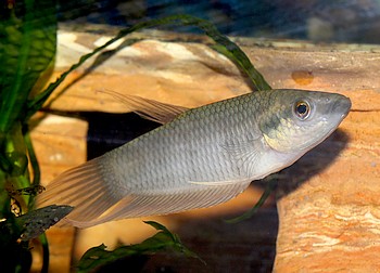 Betta fusca 