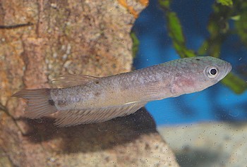 Betta ocellata 