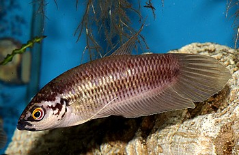 Betta pi 