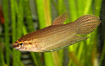 Betta simorum 