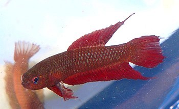 Betta uberis 