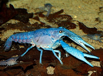 Procambarus alleni, Blauer Florida-Krebs