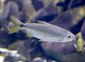 Brycinus imberi