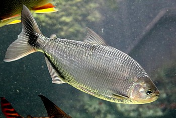 Brycon amazonicus 
