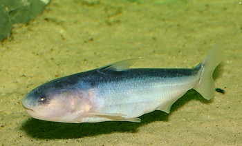 Cetopsis coecutiens Blauer Walwels Cetopsis coecutiens Blauer Walwels