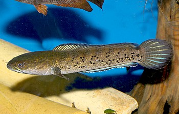 Channa stewartii 01