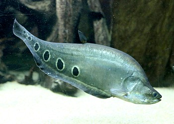 Chitala chitala 
