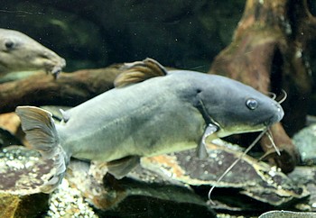Clarotes laticeps Clarotes laticeps