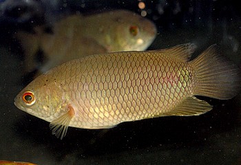 Ctenopoma kingsleyae Schwarzfleck-Buschfisch 