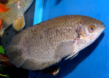 Ctenopoma petherici 