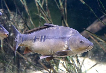 Cyprinus carpio Karpfen Cyprinus carpio Karpfen