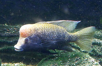 Danakilia spec 03