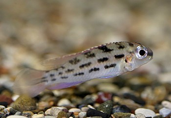 Dicrossus warzeli 