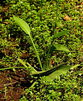 Alisma plantago-aquatica, Gemeiner Froschlffel