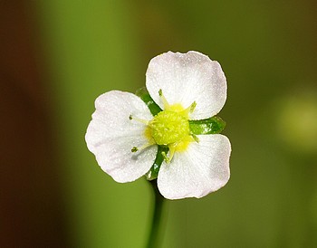 Alisma plantago-aquatica, Gemeiner Froschlffel