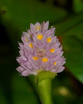 Reussia rotundifolia