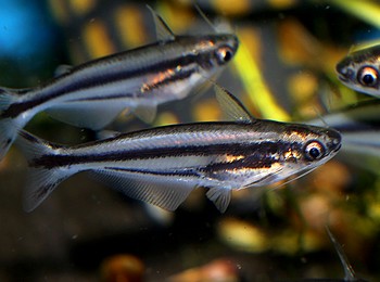Eutropiellus buffei, Afrikanischer Glaswels Eutropiellus buffei, Afrikanischer Glaswels