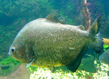 Gelber Pyranha 03